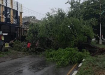 Hujan Deras Dan Angin Kencang Sebabkan Pohon Pohon Tumbang
