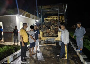 Polsek Benai Ungkap Kasus Pencurian Buah Kelapa Sawit Di Desa Banjar Benai 