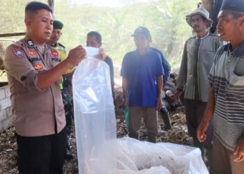 Berbagi Pengalaman, Bhabinkamtibmas Polsek Pegasing Berikan Pelatihan Pembuatan Pakan Ternak