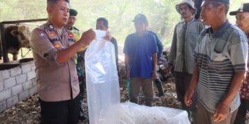 Berbagi Pengalaman, Bhabinkamtibmas Polsek Pegasing Berikan Pelatihan Pembuatan Pakan Ternak