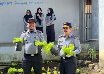Rutan Takengon Panen Sayur Selada Di Area Pertanian