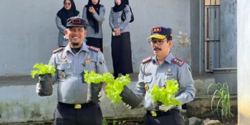 Rutan Takengon Panen Sayur Selada Di Area Pertanian