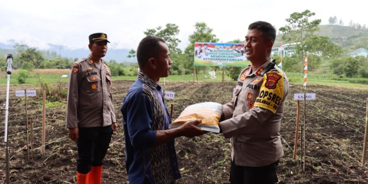 Mendukung Ketahanan Pangan, Polres Aceh Tengah Bersama Instansi Terkait Tanam Jagung Hibrida