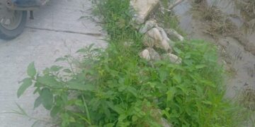 Pekerjaan TPT Desa Terutung Megare, Diduga Asal Jadi Dan Kurang Maksimal