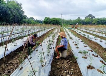 Polsek Kuantan Tengah Lakukan Pengecekan Lokasi Ketahanan Pangan Dukung Program ASTA CITA Presiden RI