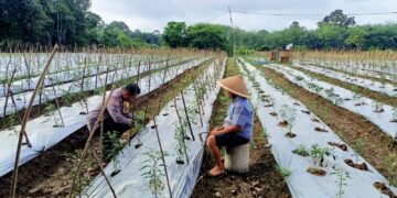 Polsek Kuantan Tengah Lakukan Pengecekan Lokasi Ketahanan Pangan Dukung Program ASTA CITA Presiden RI