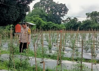 Polsek Kuantan Tengah Dukung Program Asta Cita Presiden RI, Pengecekan Tanaman Cabe Merah 