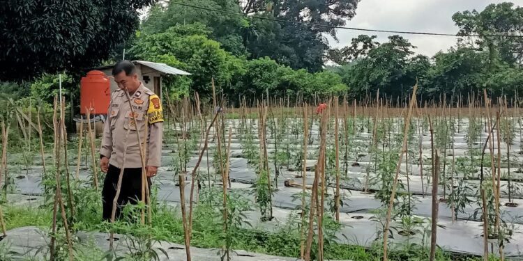 Polsek Kuantan Tengah Dukung Program Asta Cita Presiden RI, Pengecekan Tanaman Cabe Merah 