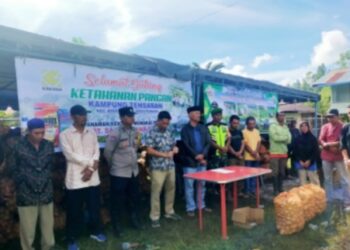 Kampung Tensaran Bagikan Hasil Panen Kentang 15 Ton