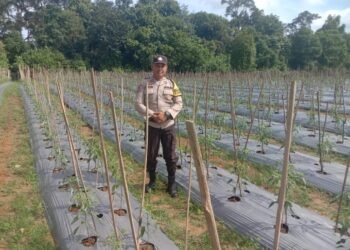 Polsek Kuantan Tengah Monitoring Perkebunan Cabe Merah Dukung Program ASTA CITA Presiden RI