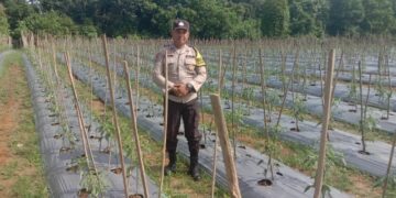 Polsek Kuantan Tengah Monitoring Perkebunan Cabe Merah Dukung Program ASTA CITA Presiden RI