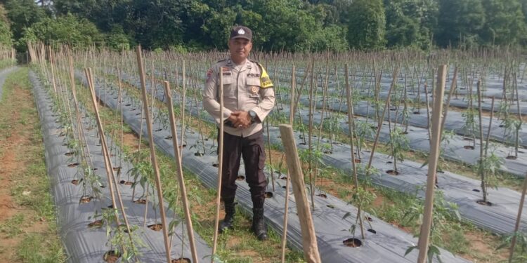Polsek Kuantan Tengah Monitoring Perkebunan Cabe Merah Dukung Program ASTA CITA Presiden RI