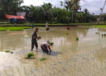Sertu Azlin Bantu Petani Tanam Padi