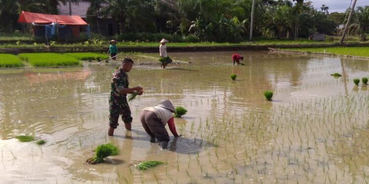 Sertu Azlin Bantu Petani Tanam Padi
