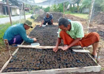 Lewat Program Ketahanan Pangan, Desa Pulo Sarok Budidayakan Ikan Dan Penanaman 6000 Batang Cabe