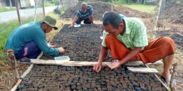 Lewat Program Ketahanan Pangan, Desa Pulo Sarok Budidayakan Ikan Dan Penanaman 6000 Batang Cabe