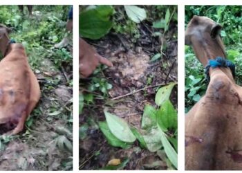 Harimau Sumatera Mangsa Ternak Warga Aceh Timur 