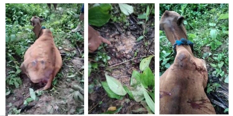 Harimau Sumatera Mangsa Ternak Warga Aceh Timur 