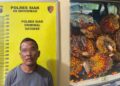 Dugaan Pencurian Ringan Di Kebun Palapa PT. Ivo Mas, 16 Janjang Kelapa Sawit Raib