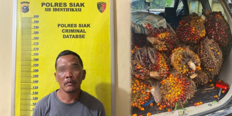 Dugaan Pencurian Ringan Di Kebun Palapa PT. Ivo Mas, 16 Janjang Kelapa Sawit Raib