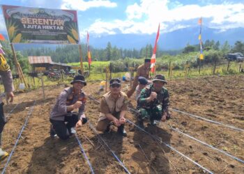 Dukung Asta Cita, Kapolsek Bersama Muspika Dan Masyarakat Linge Tanam Jagung Serentak