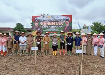 Swasembada Pangan, 4 Hektare Lahan Di Palembang Ditanami Jagung