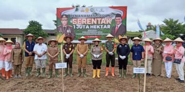 Swasembada Pangan, 4 Hektare Lahan Di Palembang Ditanami Jagung