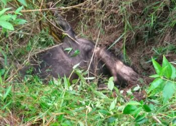 Harimau mangsa Ternak Kerbau warga Di Kecamatan Linge,Warga Resah Berharap BKSDA Segera Atasi