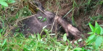 Harimau mangsa Ternak Kerbau warga Di Kecamatan Linge,Warga Resah Berharap BKSDA Segera Atasi