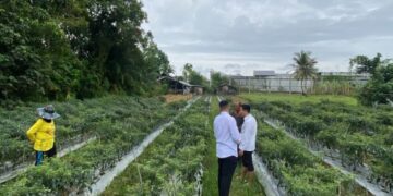 Dukung Program Asta Cita Presiden, Lapas Narkotika Langsa Buka Lahan Pertanian bagi WBP