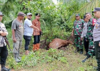 Harimau Kembali Mangsa Ternak Warga