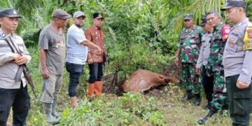 Harimau Kembali Mangsa Ternak Warga