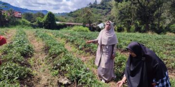 Dukung Asta Cita Presiden, SMK Negeri 2 Takengon Tanam Ubi Cilembu