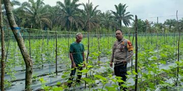 Ajak Masyarakat Ketahanan Pangan, Polres Kampar Pengecekan Pekarangan Bergizi Di Sungai Pagar
