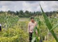Kapolsek Tapung Hilir Dorong Kemandirian Pangan, Motivasi Warga Desa Kijang Makmur