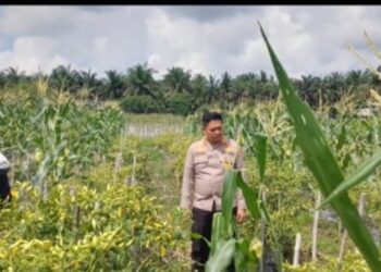 Kapolsek Tapung Hilir Dorong Kemandirian Pangan, Motivasi Warga Desa Kijang Makmur