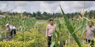 Kapolsek Tapung Hilir Dorong Kemandirian Pangan, Motivasi Warga Desa Kijang Makmur