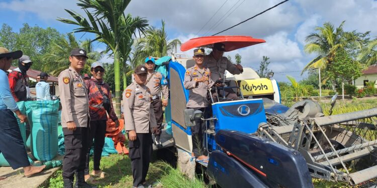 Kapolsek Muara Telang Bersama Anggota Melaksanakan Panen Raya Padi 
