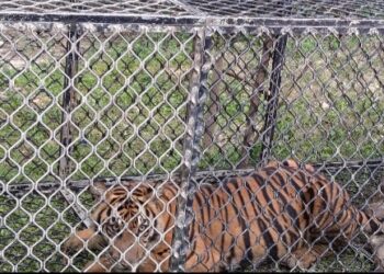 Harimau Pemangsa Ternak Warga Masuk Perangkap 