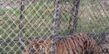 Harimau Pemangsa Ternak Warga Masuk Perangkap 