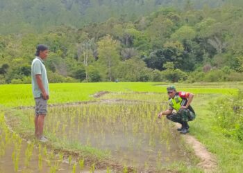 Dukung Ketahanan Pangan, Babinsa Koramil 05/Linge Pantau Perkembangan Padi Di Sawah