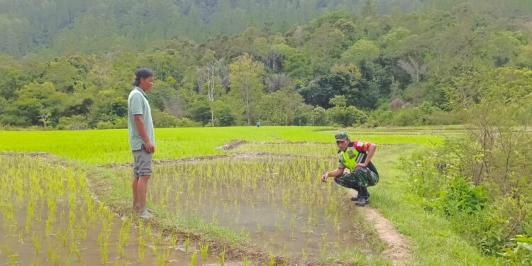 Dukung Ketahanan Pangan, Babinsa Koramil 05/Linge Pantau Perkembangan Padi Di Sawah