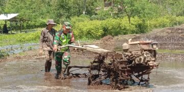 Babinsa Koramil 03/Pegasing Turun Ke Sawah Bantu Petani Bajak Dengan Traktor