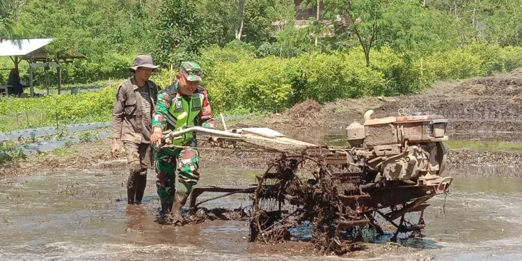 Babinsa Koramil 03/Pegasing Turun Ke Sawah Bantu Petani Bajak Dengan Traktor