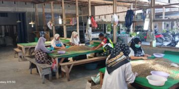 Mempererat Silaturahmi, Babinsa Koramil 03/Pegasing Komsos Dengan Penyortir Biji Kopi