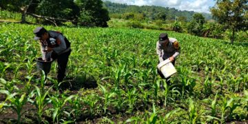 Dukung Asta Cita Presiden, Polsek Silih Nara Polres Aceh Tengah Bersama Masyarakat Lakukan Perawatan Dan Pemupukan Lahan Jagong