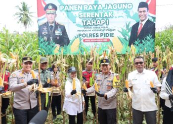 Wakapolda Aceh Panen Raya Jagung Tahap I Secara Serentak Di Kabupaten Pidie