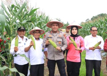 Panen Raya Jagung Serentak Tahap I Polres Siak, Dukungan Nyata Untuk Ketahanan Pangan