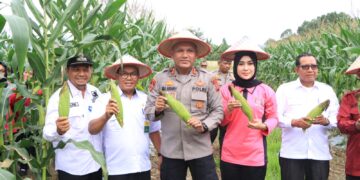 Panen Raya Jagung Serentak Tahap I Polres Siak, Dukungan Nyata Untuk Ketahanan Pangan