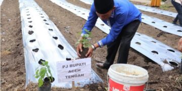 Launching Penanaman Serentak Program 1 PPB Di Aceh Tengah: Dorong Ketahanan Pangan